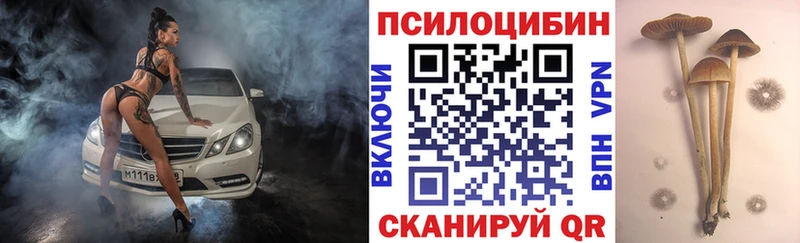 Галлюциногенные грибы Psilocybe  где найти   Буйнакск 